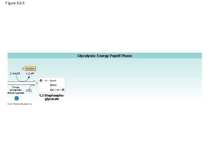 Figure 9. 9 -5 Glycolysis: Energy Payoff Phase 2 NADH 2 NAD Triose phosphate