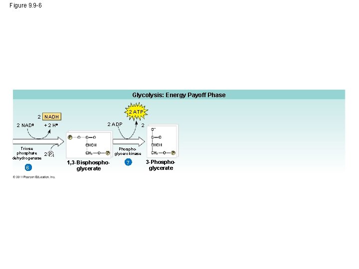 Figure 9. 9 -6 Glycolysis: Energy Payoff Phase 2 ATP 2 NADH 2 NAD