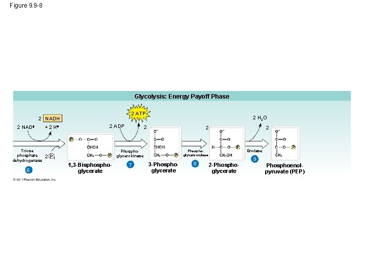 Figure 9. 9 -8 Glycolysis: Energy Payoff Phase 2 ATP 2 NADH 2 NAD