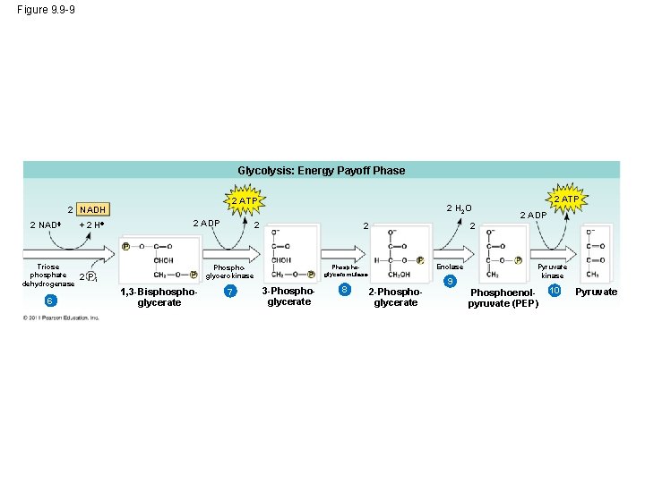 Figure 9. 9 -9 Glycolysis: Energy Payoff Phase 2 ATP 2 NADH 2 NAD