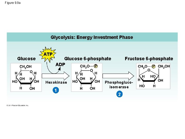 Figure 9. 9 a Glycolysis: Energy Investment Phase Glucose ATP Fructose 6 -phosphate Glucose
