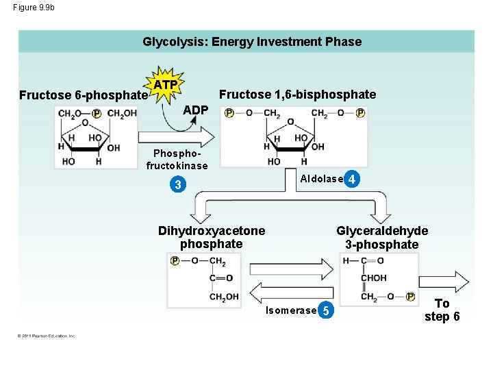 Figure 9. 9 b Glycolysis: Energy Investment Phase Fructose 6 -phosphate ATP Fructose 1,