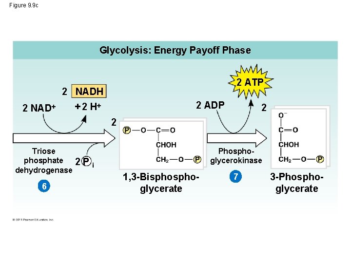 Figure 9. 9 c Glycolysis: Energy Payoff Phase 2 ATP 2 NADH 2 NAD