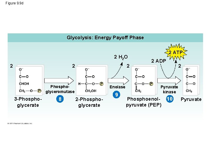 Figure 9. 9 d Glycolysis: Energy Payoff Phase 2 H 2 O 2 2