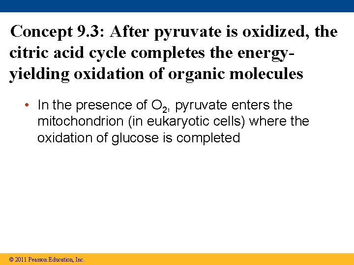 Concept 9. 3: After pyruvate is oxidized, the citric acid cycle completes the energyyielding