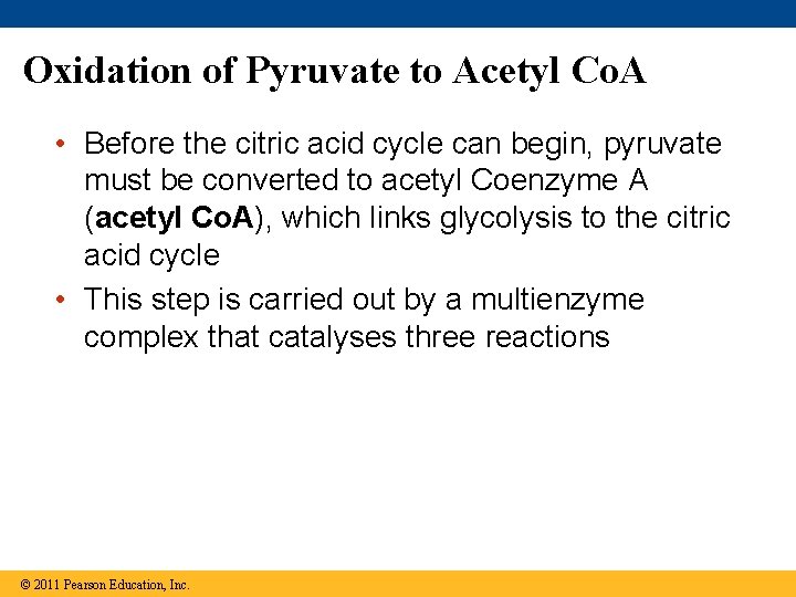 Oxidation of Pyruvate to Acetyl Co. A • Before the citric acid cycle can