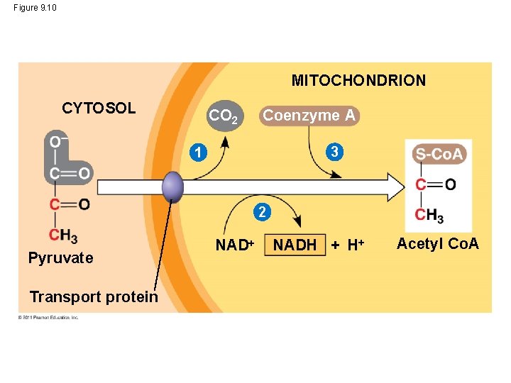 Figure 9. 10 MITOCHONDRION CYTOSOL CO 2 Coenzyme A 3 1 2 Pyruvate Transport