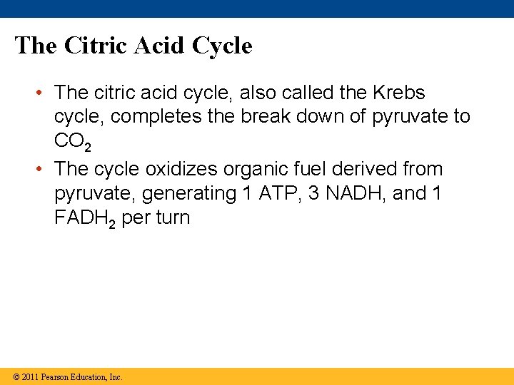 The Citric Acid Cycle • The citric acid cycle, also called the Krebs cycle,