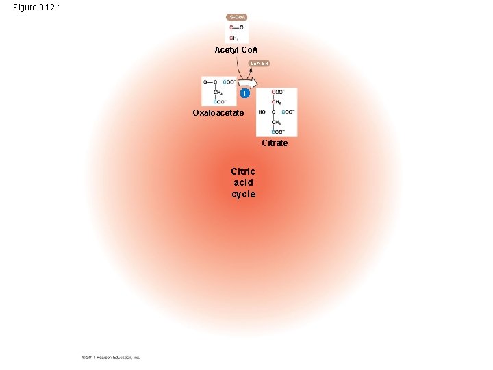 Figure 9. 12 -1 Acetyl Co. A-SH 1 Oxaloacetate Citric acid cycle 