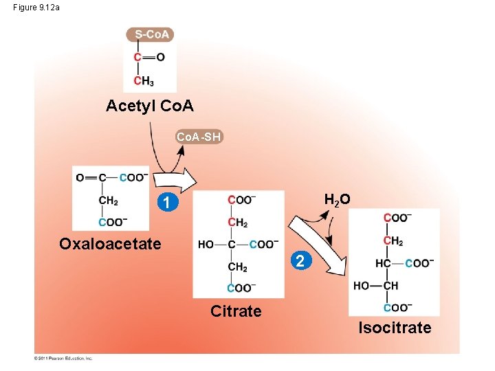Figure 9. 12 a Acetyl Co. A-SH H 2 O 1 Oxaloacetate 2 Citrate