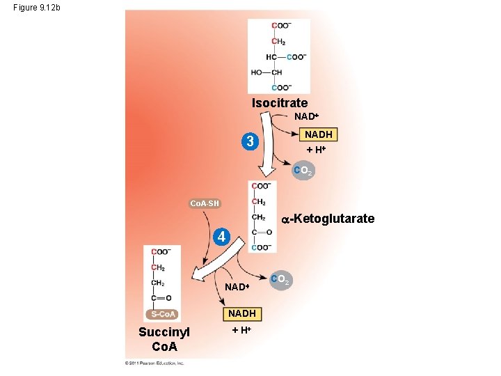 Figure 9. 12 b Isocitrate NADH 3 + H CO 2 Co. A-SH -Ketoglutarate
