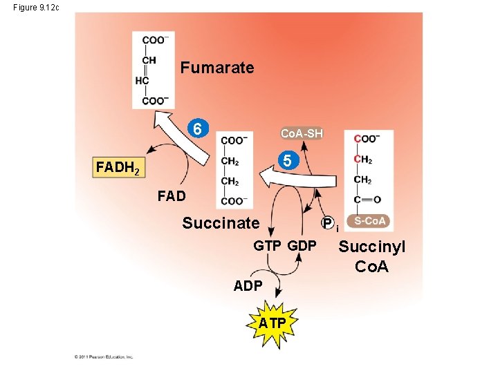 Figure 9. 12 c Fumarate 6 Co. A-SH 5 FADH 2 FAD Succinate GTP
