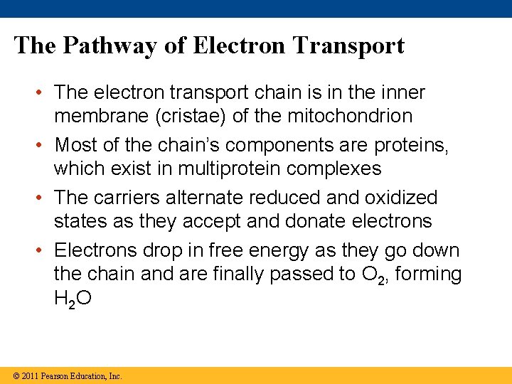 The Pathway of Electron Transport • The electron transport chain is in the inner