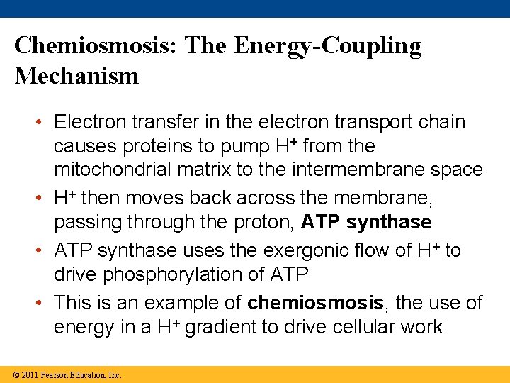 Chemiosmosis: The Energy-Coupling Mechanism • Electron transfer in the electron transport chain causes proteins