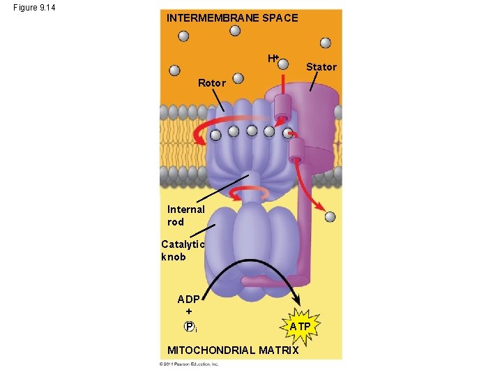 Figure 9. 14 INTERMEMBRANE SPACE H Stator Rotor Internal rod Catalytic knob ADP +
