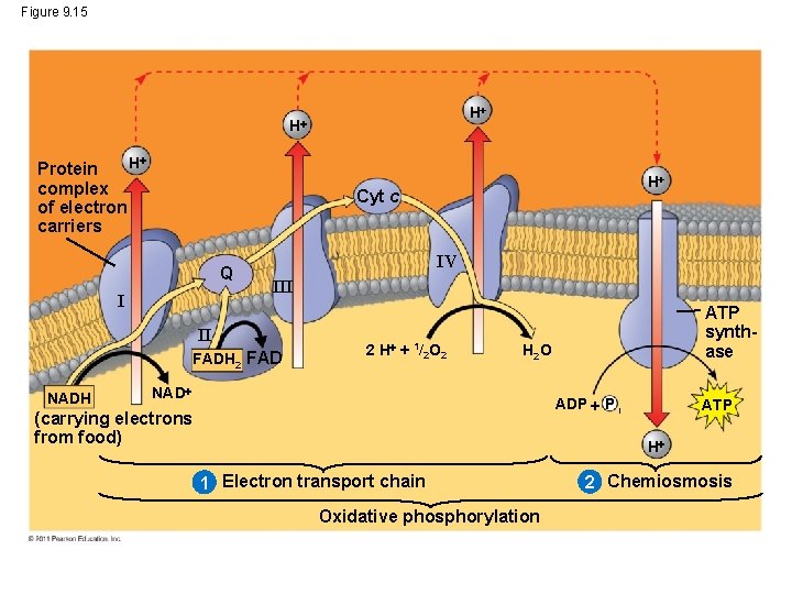 Figure 9. 15 H H H Protein complex of electron carriers Cyt c Q