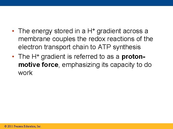  • The energy stored in a H+ gradient across a membrane couples the