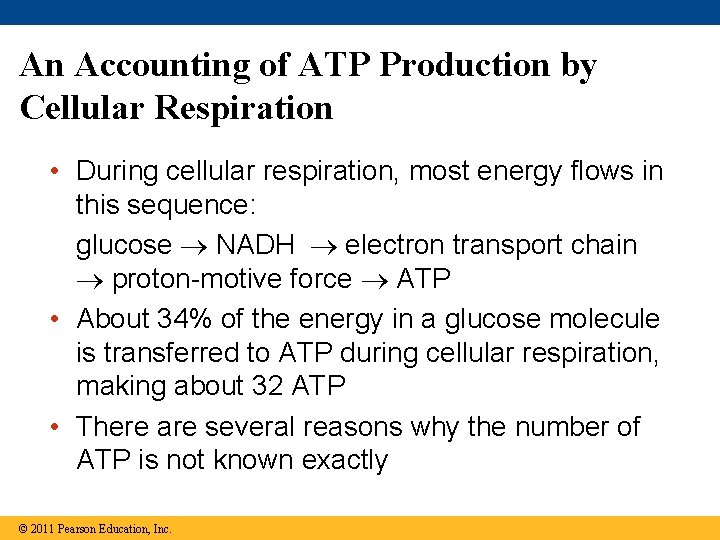 An Accounting of ATP Production by Cellular Respiration • During cellular respiration, most energy