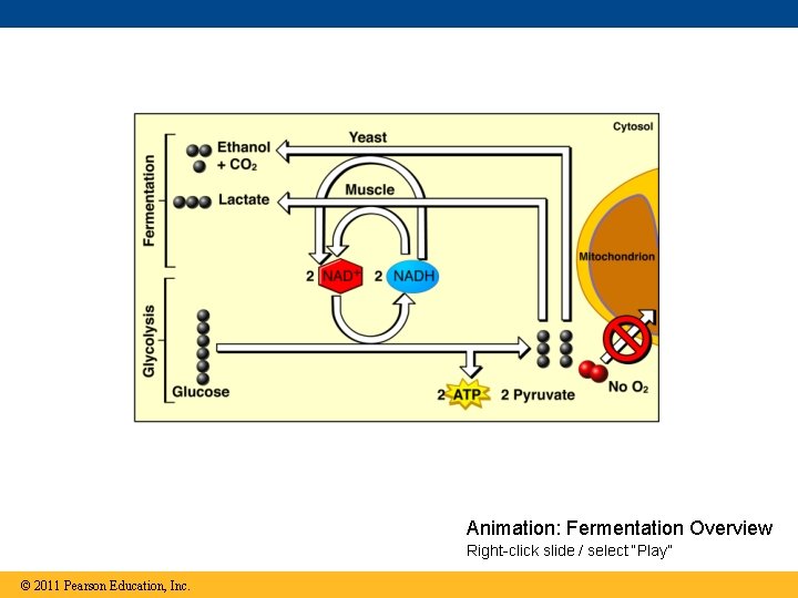 Animation: Fermentation Overview Right-click slide / select “Play” © 2011 Pearson Education, Inc. 