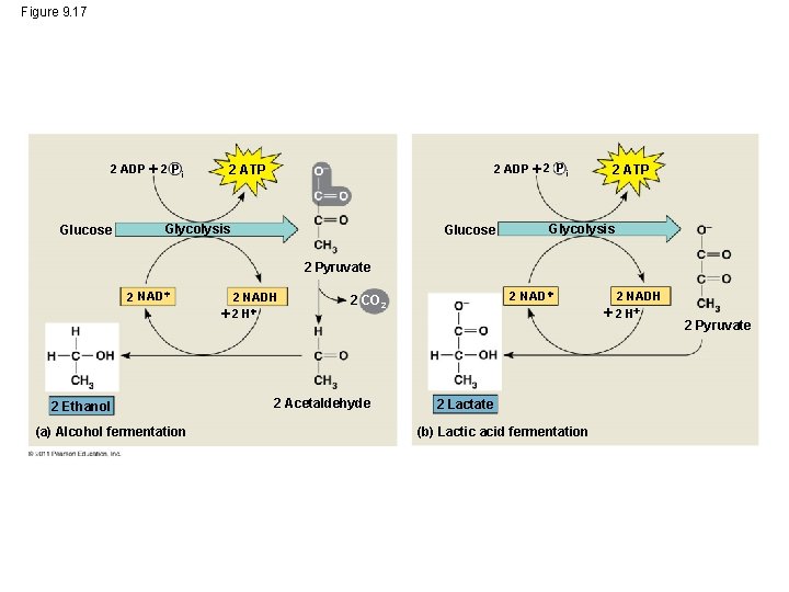 Figure 9. 17 2 ADP 2 P i Glucose 2 ADP 2 P i