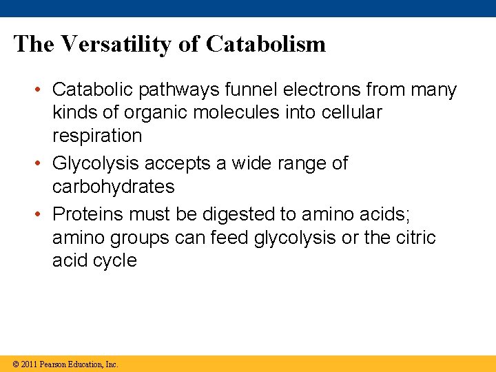 The Versatility of Catabolism • Catabolic pathways funnel electrons from many kinds of organic