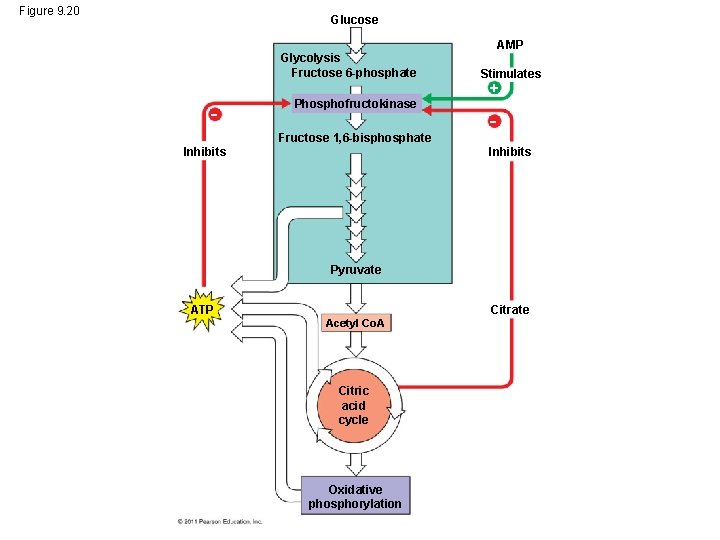 Figure 9. 20 Glucose Glycolysis Fructose 6 -phosphate AMP Stimulates Phosphofructokinase Fructose 1, 6