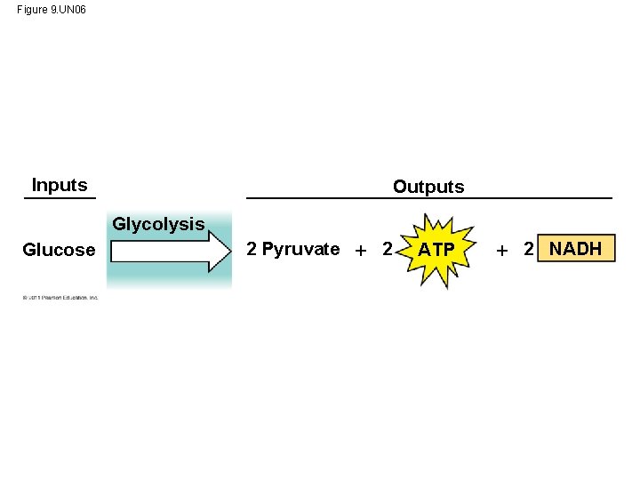 Figure 9. UN 06 Inputs Outputs Glycolysis Glucose 2 Pyruvate 2 ATP 2 NADH