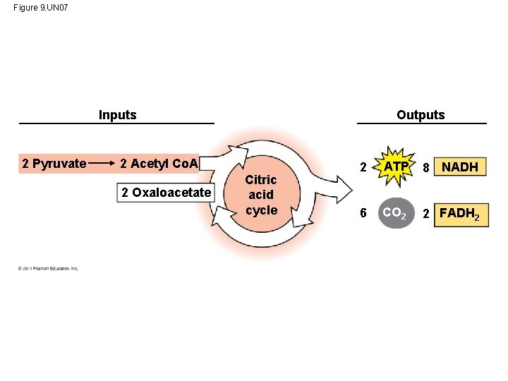 Figure 9. UN 07 Outputs Inputs 2 Pyruvate 2 Acetyl Co. A 2 Oxaloacetate