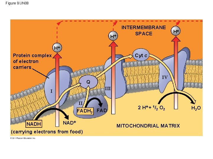 Figure 9. UN 08 H INTERMEMBRANE SPACE H H Cyt c Protein complex of