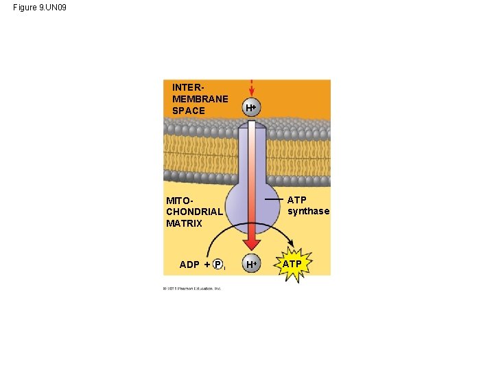 Figure 9. UN 09 INTERMEMBRANE SPACE H ATP synthase MITOCHONDRIAL MATRIX ADP + P