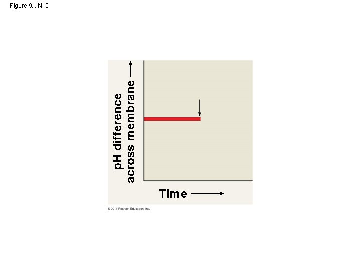 p. H difference across membrane Figure 9. UN 10 Time 