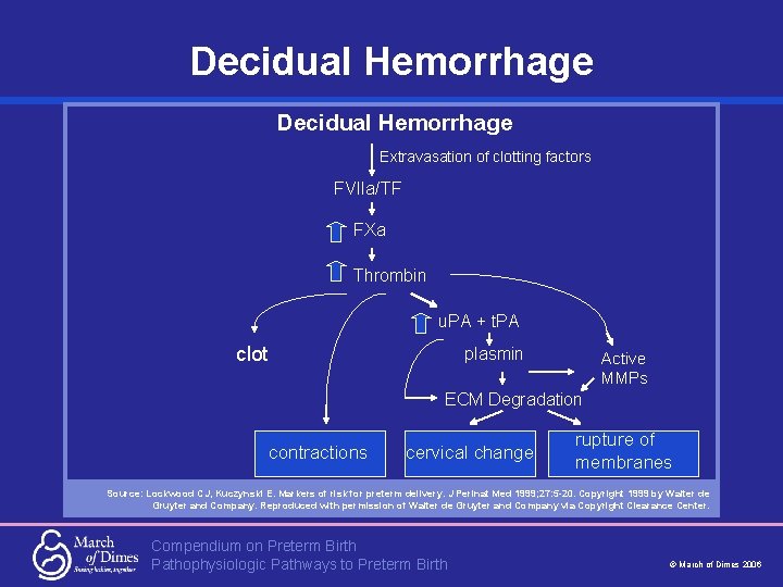 Decidual Hemorrhage Extravasation of clotting factors FVIIa/TF FXa Thrombin u. PA + t. PA