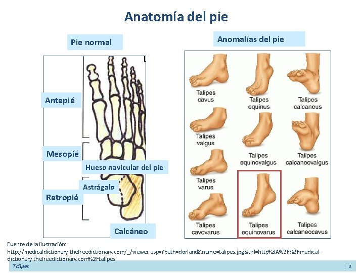 Anatomía del pie Anomalías del pie Pie normal Antepié Mesopié Hueso navicular del pie