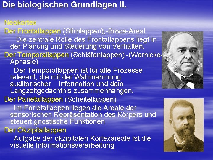 Die biologischen Grundlagen II. Neokortex Der Frontallappen (Stirnlappen), Broca Areal Die zentrale Rolle des