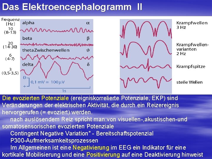 Das Elektroencephalogramm II Die evozierten Potenziale (ereigniskorrelierte Potenziale, EKP) sind Veränderungen der elektrischen Aktivität,