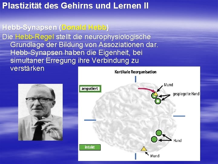 Plastizität des Gehirns und Lernen II Hebb-Synapsen (Donald Hebb) Die Hebb Regel stellt die