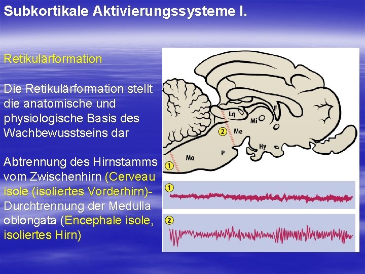 Subkortikale Aktivierungssysteme I. Retikulärformation Die Retikulärformation stellt die anatomische und physiologische Basis des Wachbewusstseins