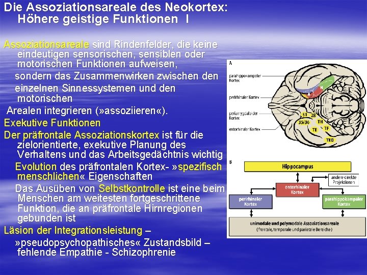 Die Assoziationsareale des Neokortex: Höhere geistige Funktionen I Assoziationsareale sind Rindenfelder, die keine eindeutigen