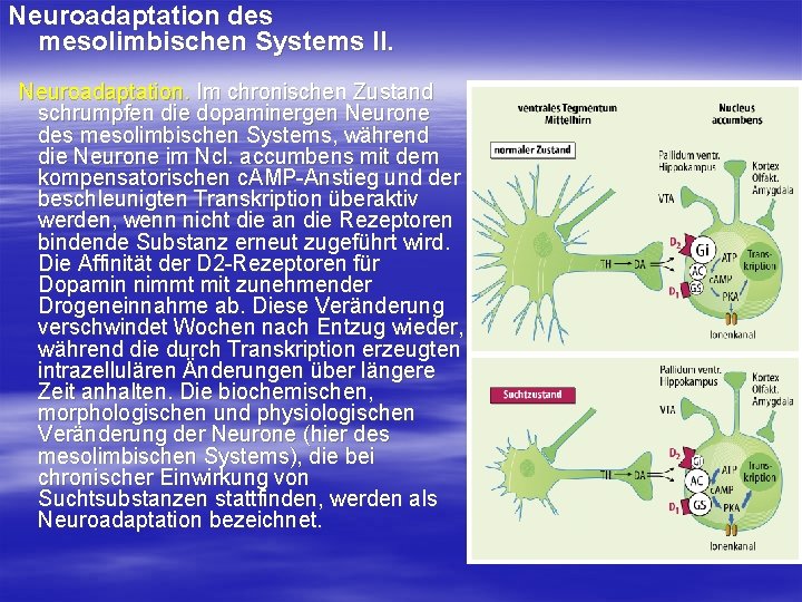 Neuroadaptation des mesolimbischen Systems II. Neuroadaptation. Im chronischen Zustand schrumpfen die dopaminergen Neurone des