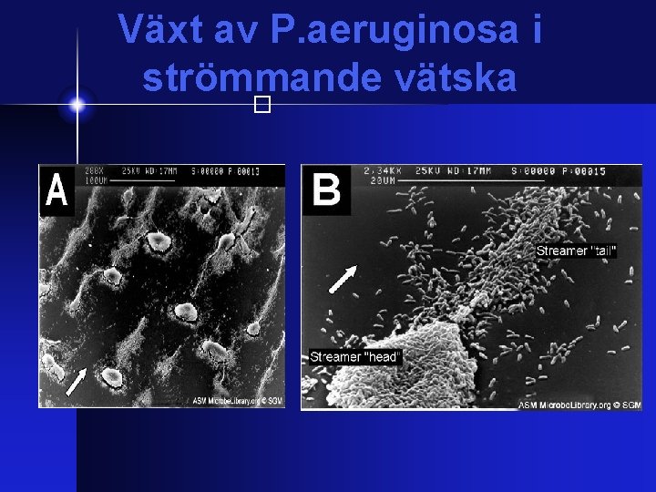 Växt av P. aeruginosa i strömmande vätska � 