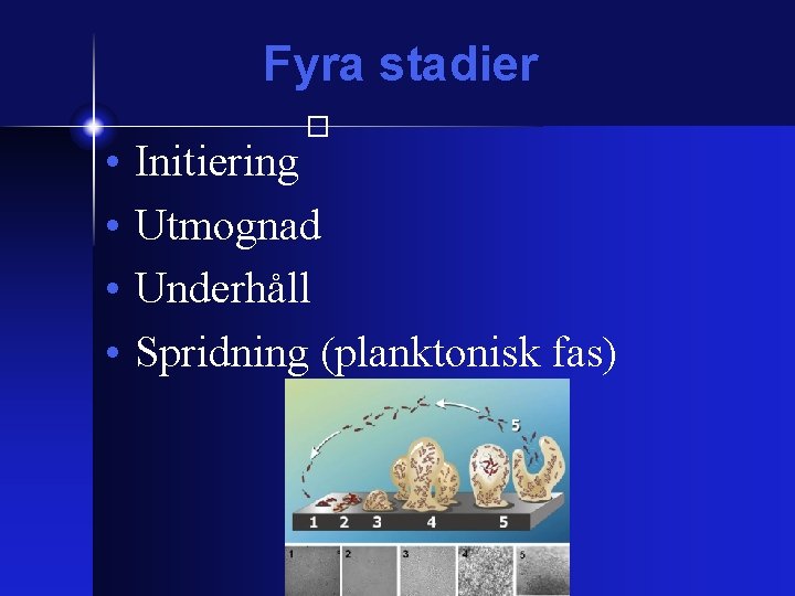 Fyra stadier � • • Initiering Utmognad Underhåll Spridning (planktonisk fas) 