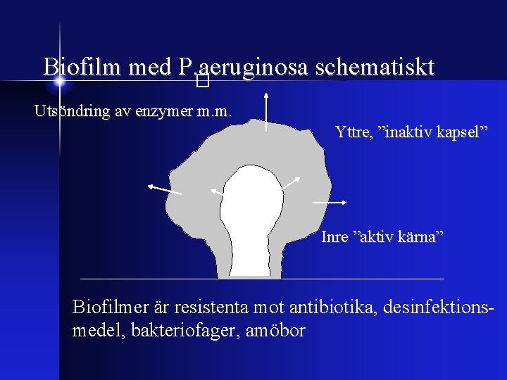 Biofilm med P. aeruginosa schematiskt � Utsöndring av enzymer m. m. Yttre, ”inaktiv kapsel”