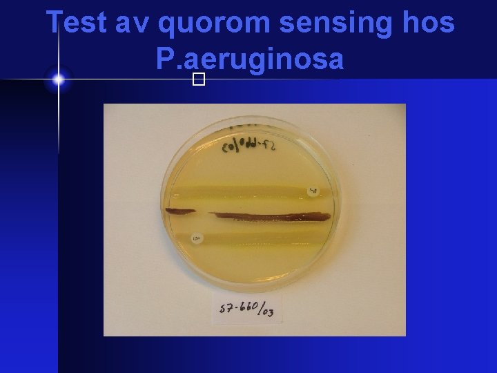 Test av quorom sensing hos P. aeruginosa � 