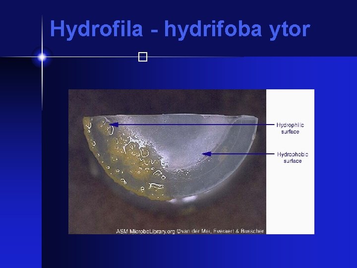 Hydrofila - hydrifoba ytor � 