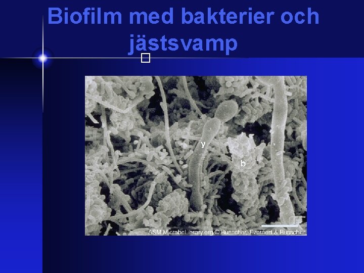 Biofilm med bakterier och jästsvamp � 