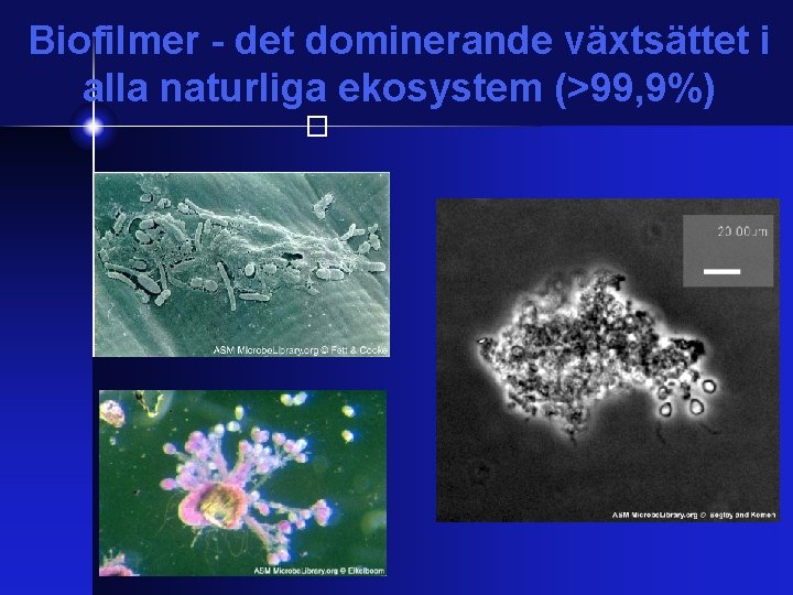 Biofilmer - det dominerande växtsättet i alla naturliga ekosystem (>99, 9%) � 