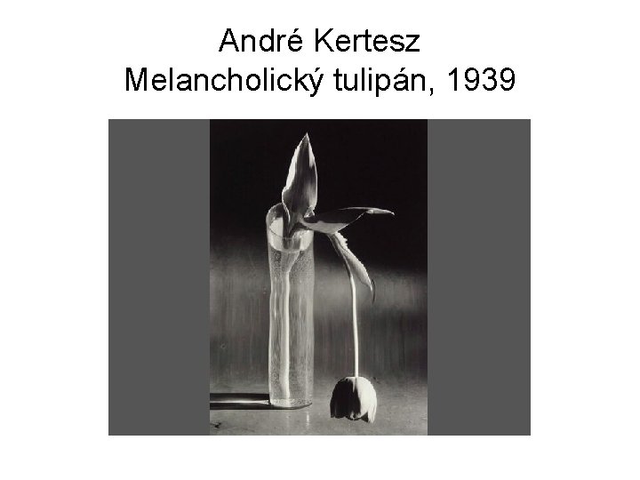 André Kertesz Melancholický tulipán, 1939 André Kertesz Melancholický tulipán, 1939