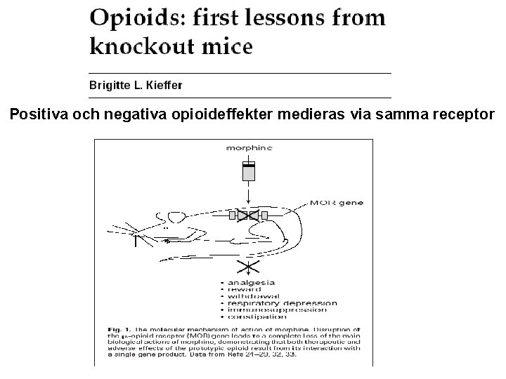 Positiva och negativa opioideffekter medieras via samma receptor 