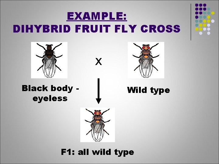 EXAMPLE: DIHYBRID FRUIT FLY CROSS x Black body eyeless Wild type F 1: all