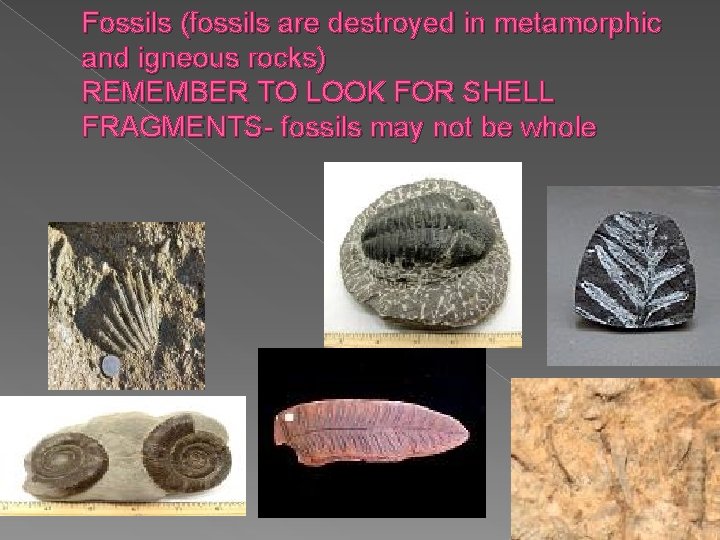 Fossils (fossils are destroyed in metamorphic and igneous rocks) REMEMBER TO LOOK FOR SHELL